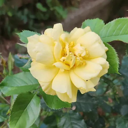 El&ma - 3 Bedroom With Balcony Close To Center, Sunnyland - Free Parking