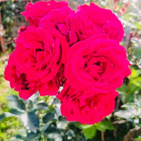 Apartament El&ma - 3 Bedroom With Balcony Close To Center, Sunnyland - Free Parking Sarajewo