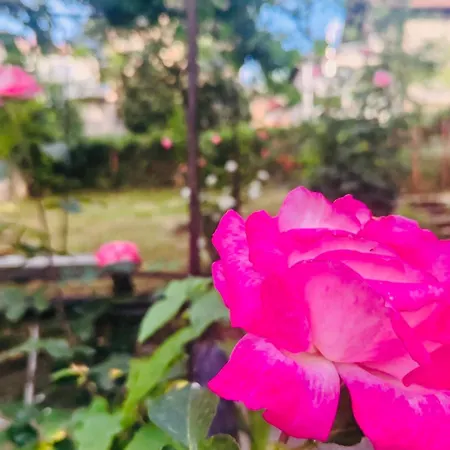 El&ma - 3 Bedroom With Balcony Close To Center, Sunnyland - Free Parking